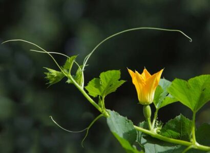 Pumpkin Vine Tips Recipe Image